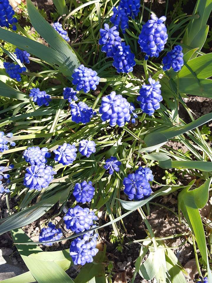 niebieskie kwiatki wśród liści puzzle online