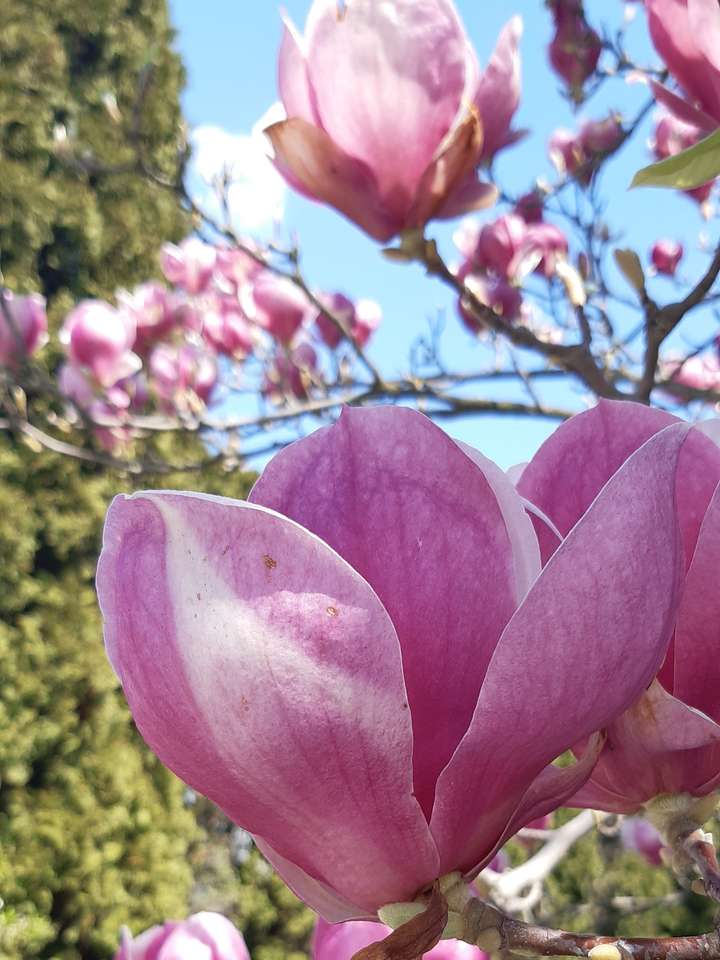 różowe kwiaty magnolii z bliska puzzle online