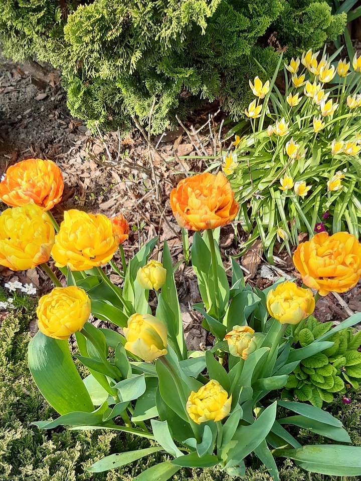 żółte kwiaty chyba tulipany puzzle online