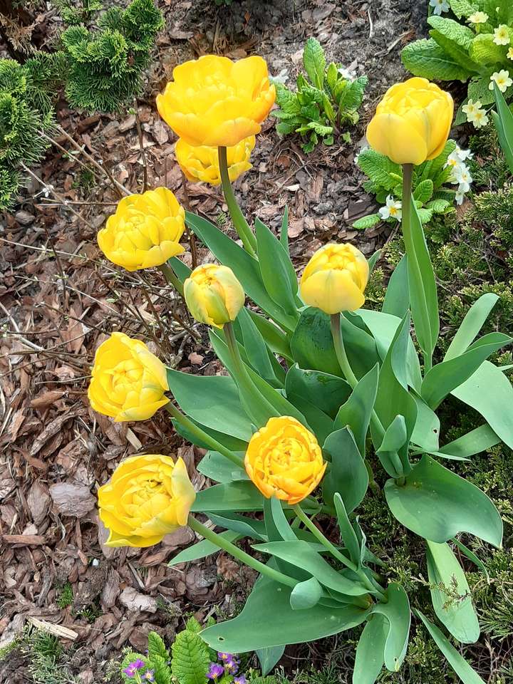 żółte tulipany na rabacie puzzle online