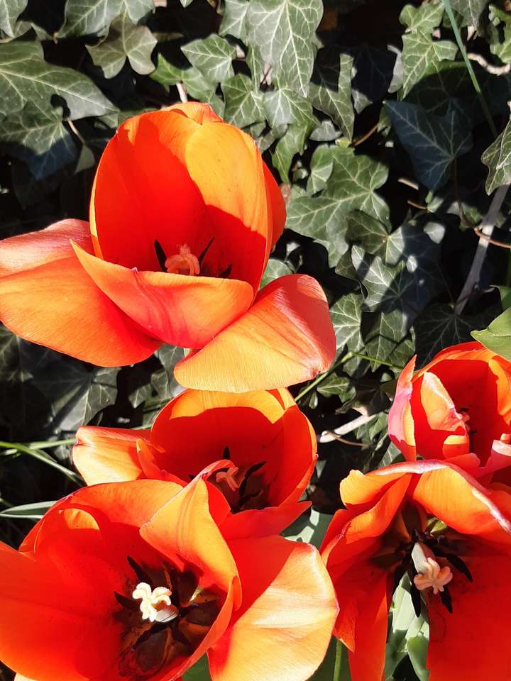 czerwone tulipany idsłona 1 puzzle online