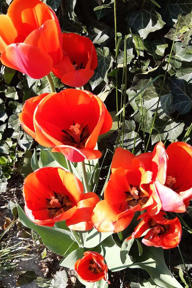 czerwone tulipany odsłona 2 puzzle online