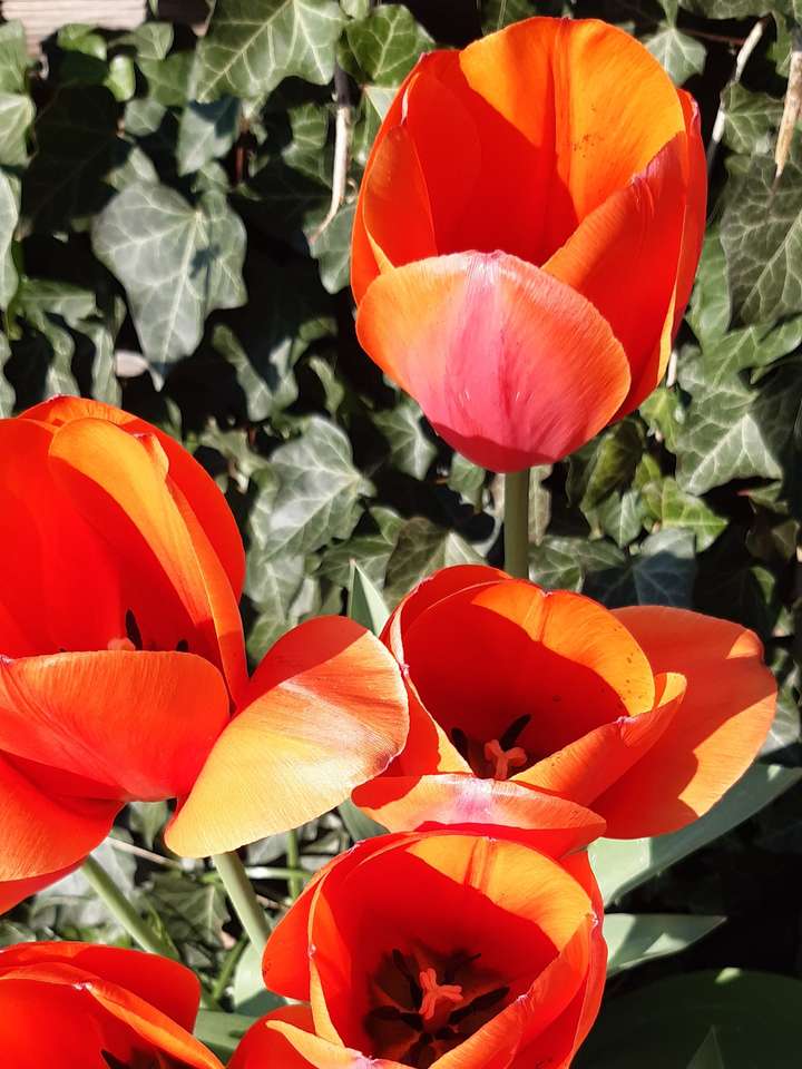 czerwone tulipany odsłona 3 puzzle online