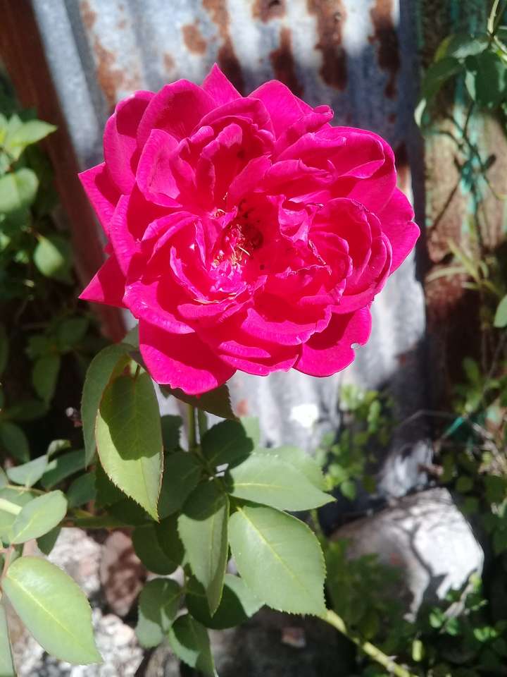 Moja róża w moim ogrodzie puzzle online