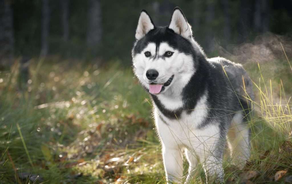 siberjan husky puzzle online