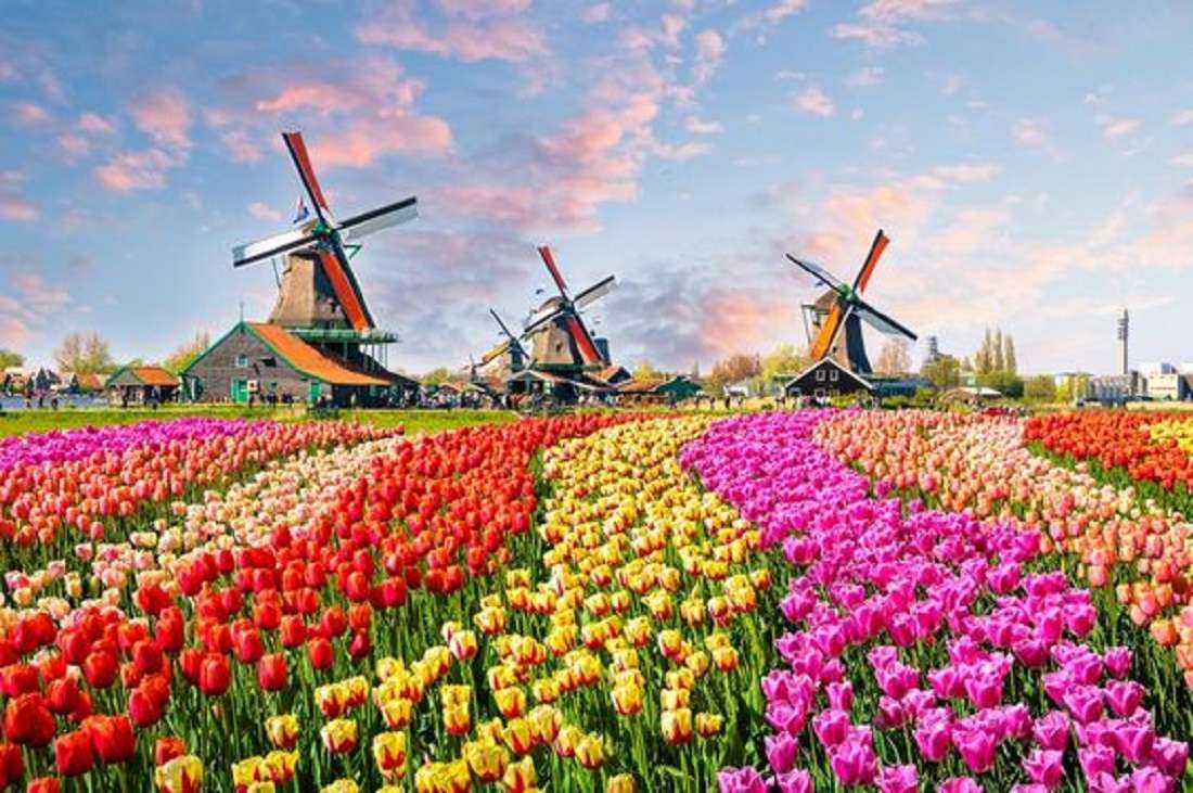 wiatraki i tulipany puzzle online