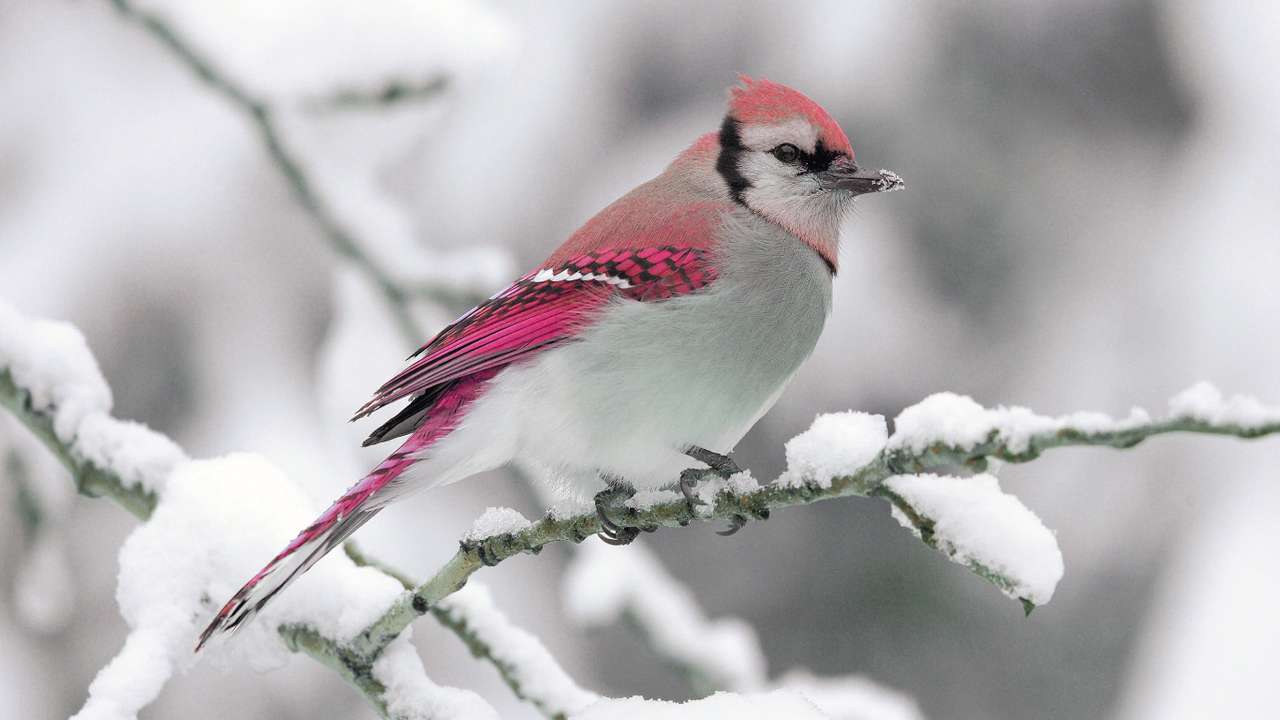piękny różowy ptak puzzle online