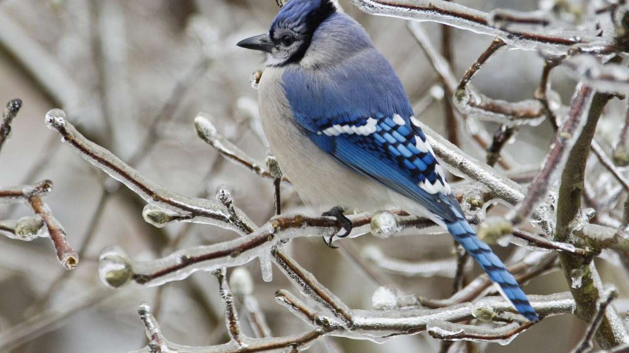 niebieski ptak puzzle online