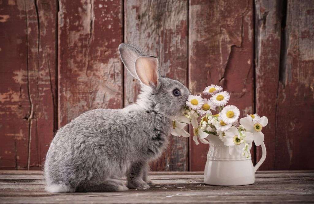 Puszysty króliczek lubi kwiaty. puzzle online