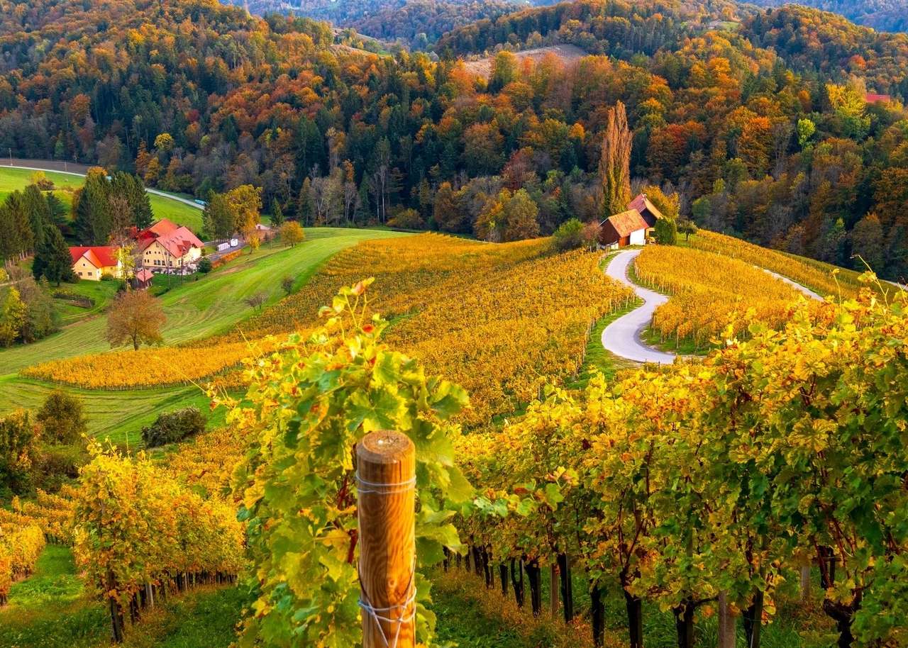 Winnice w Słowenii jesienią puzzle online