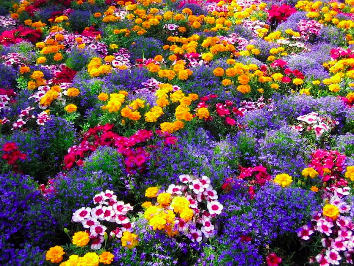 Lobelia, turki, petunie-ogród pełen kwiatów-cudo puzzle online