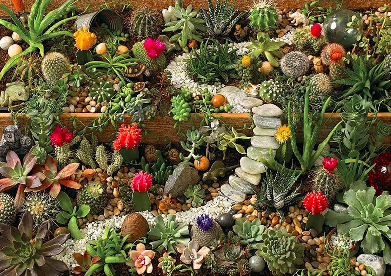 Piękny ogródek kaktusowo - sukulentowy puzzle online
