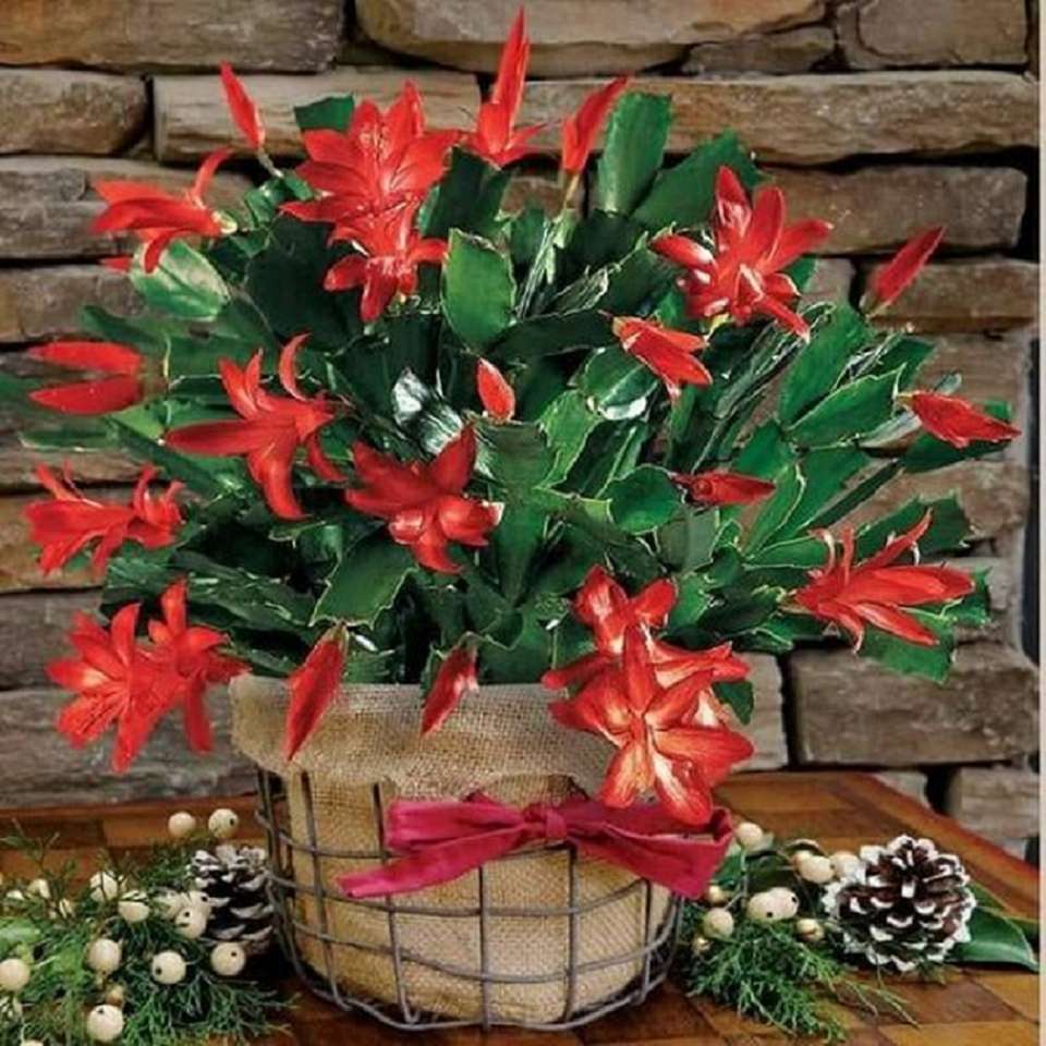 piękny świąteczny kaktus puzzle online