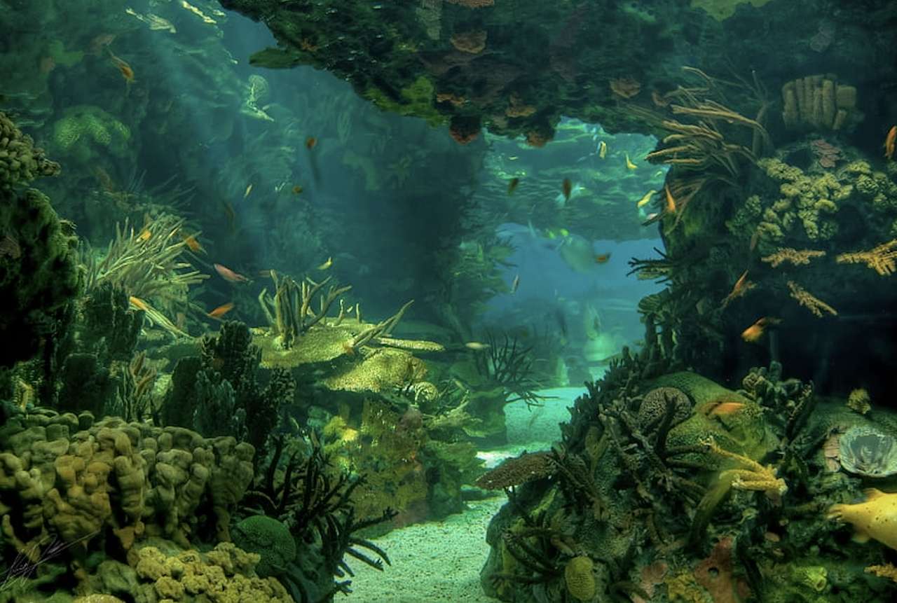 Przepiękny podmorski ogród, coś pięknego puzzle online