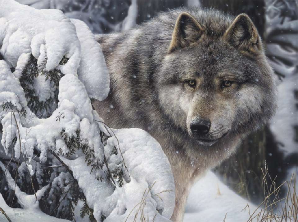 wilk w śniegu puzzle online