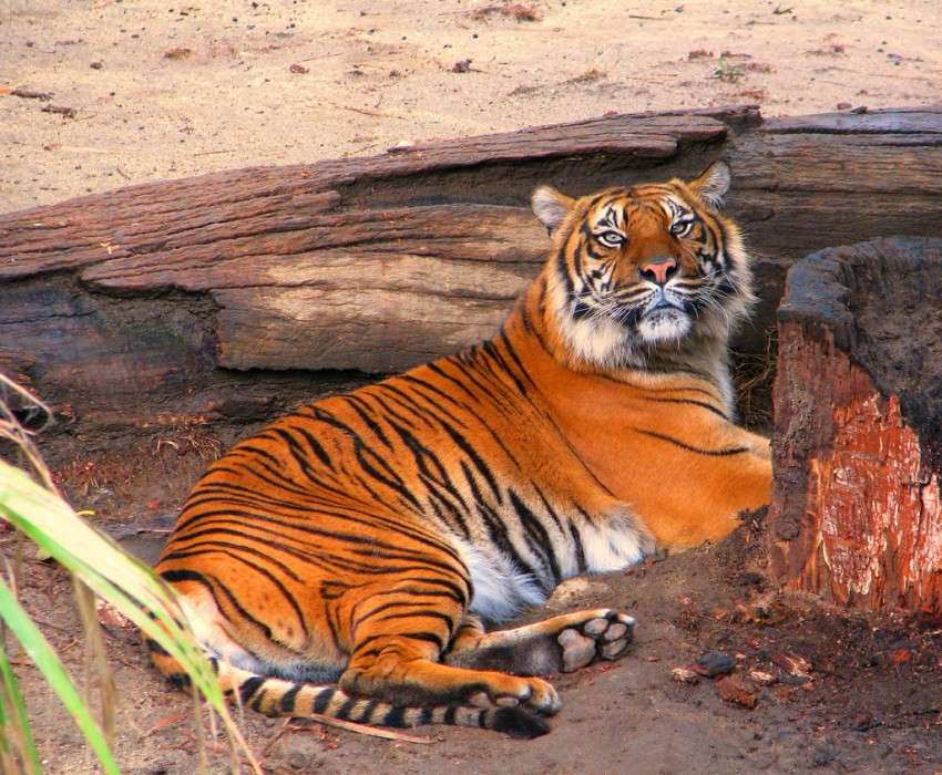Tygrys sumatrzański puzzle online