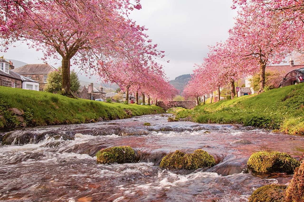 Urok kwitąncych wiśni, różowy krajobraz, piękne puzzle online