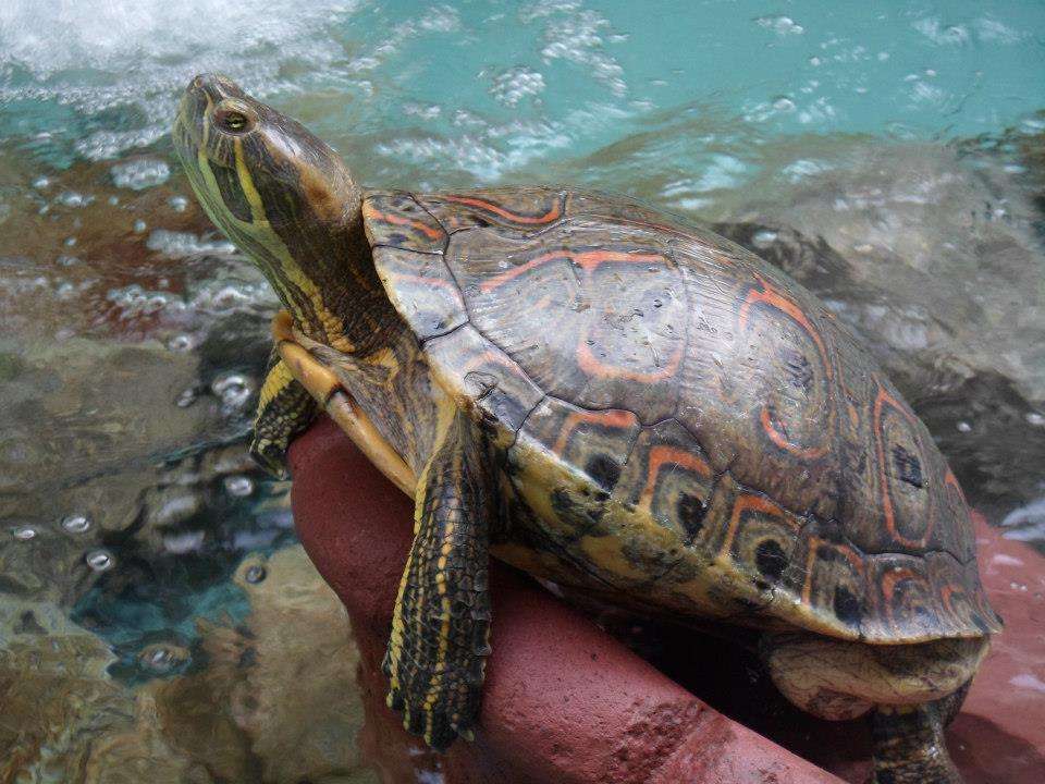 Żółw w Acapulco puzzle online
