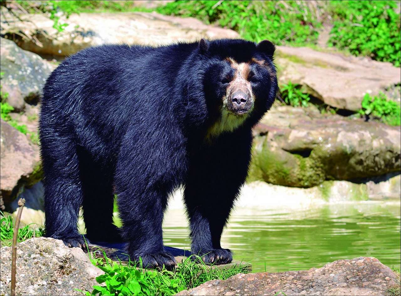Wenezuelski niedźwiedź okularowy puzzle online