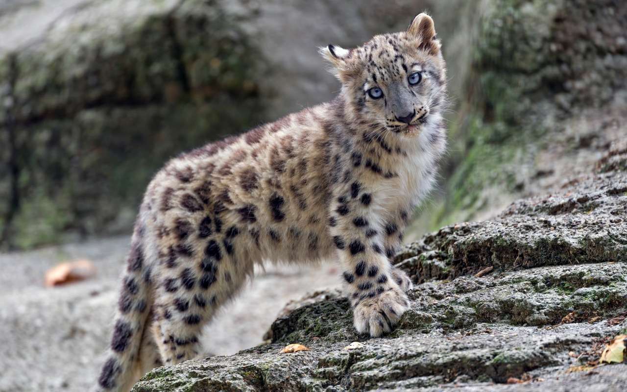 Lindo leopardo da neve quebra-cabeça