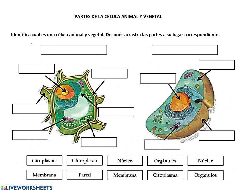 komórki biologiczne puzzle online