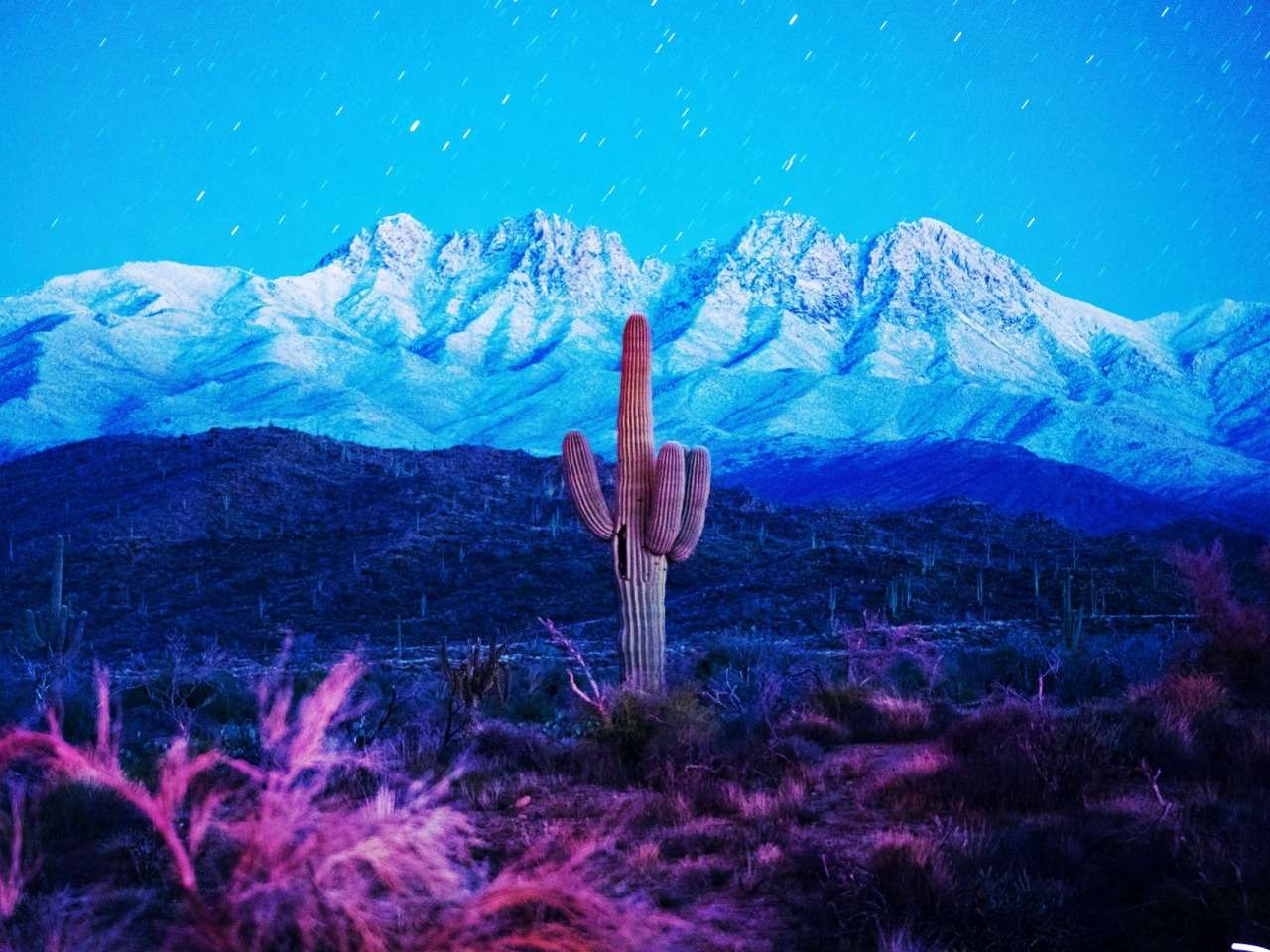 Arizona - uroczy kaktus ''palczasty'' hi hi puzzle online