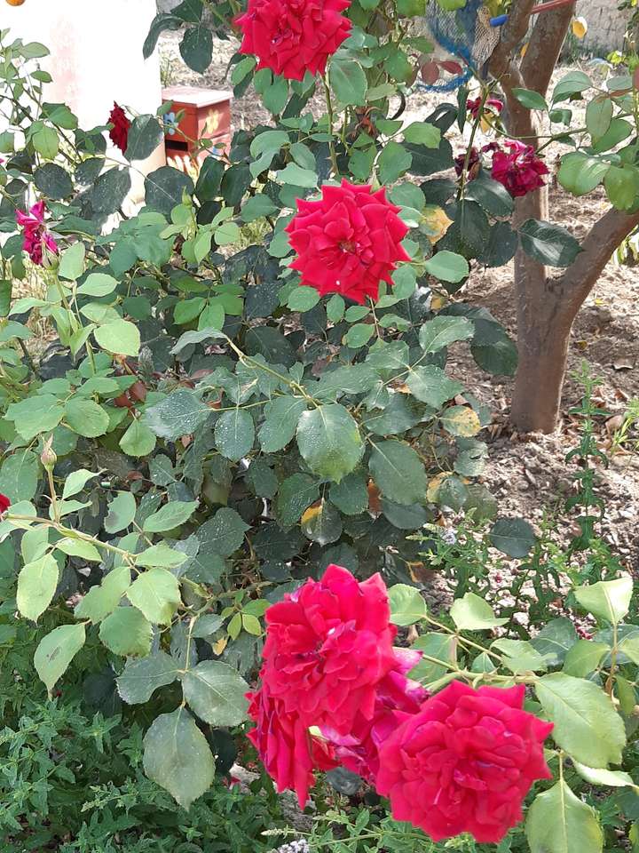 czerwone róże krzaczaste puzzle online