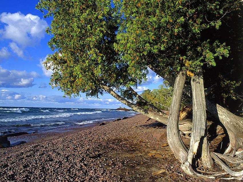Piękne stare drzewo nad oceanem puzzle online