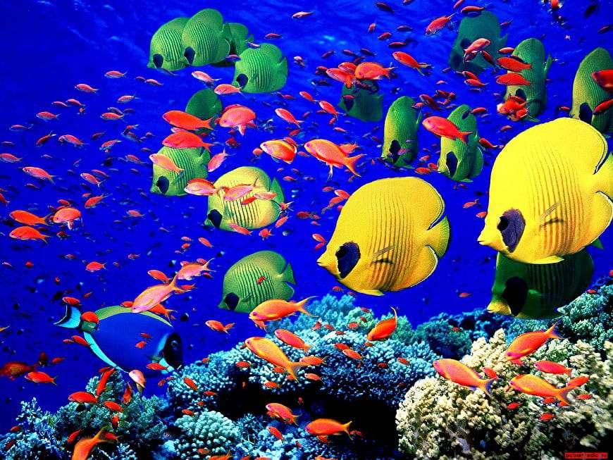 Podwodny świat zwierząt w oceanie puzzle online