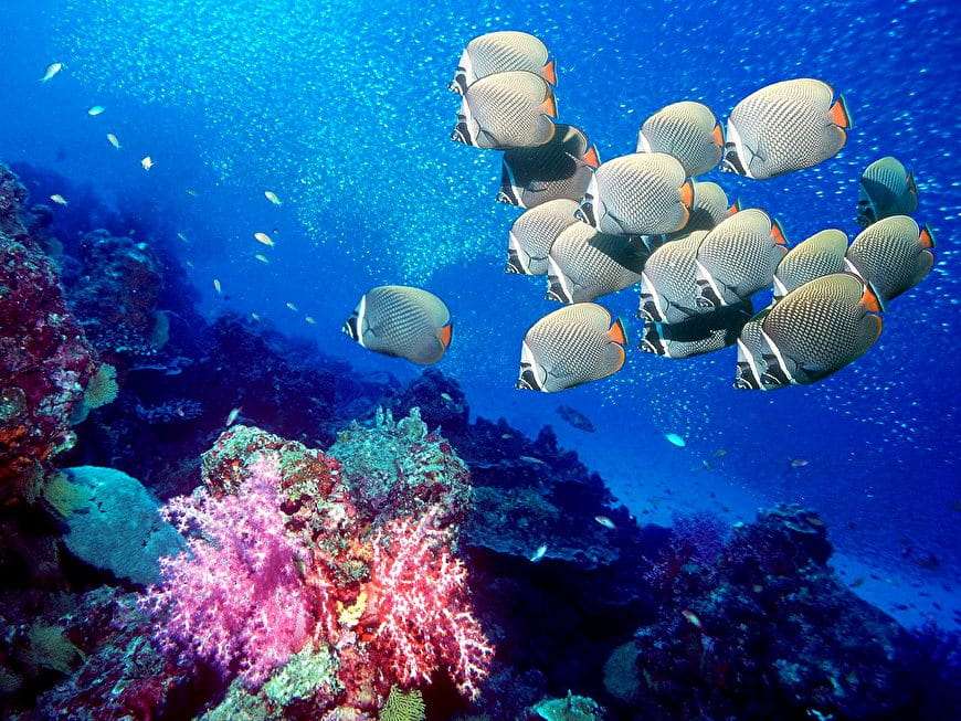 Życie w oceanie. Rafa Koralowa puzzle online