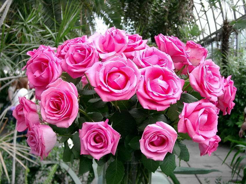 Zachwycające piękno różowych róż:) puzzle online