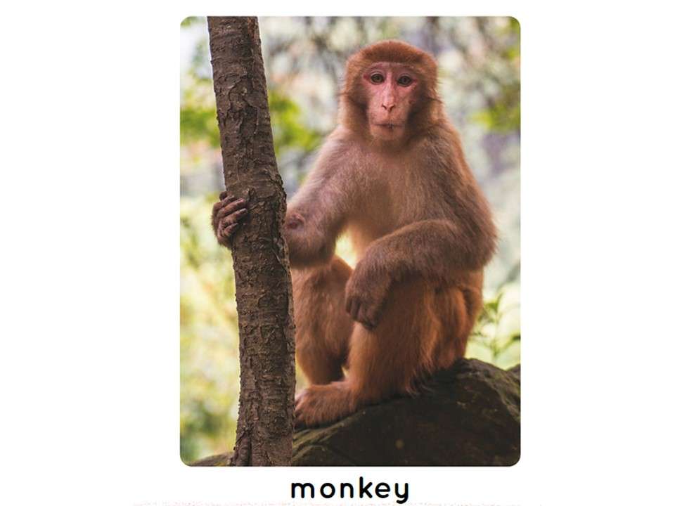 Małpy puzzle online