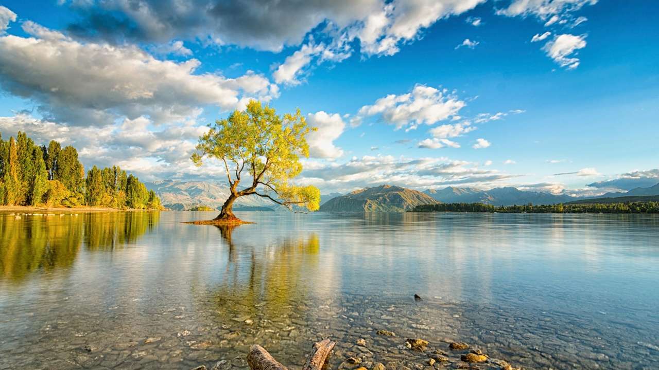 drzewo w jeziorze puzzle online