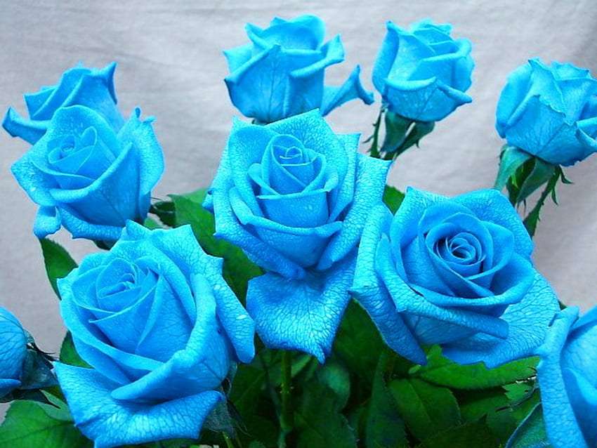 Piękno niebieskich róż, zachwycające są:) puzzle online