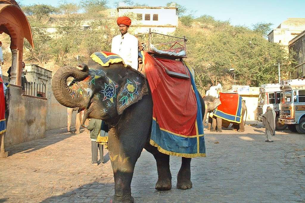 Słoń w Indiach puzzle online