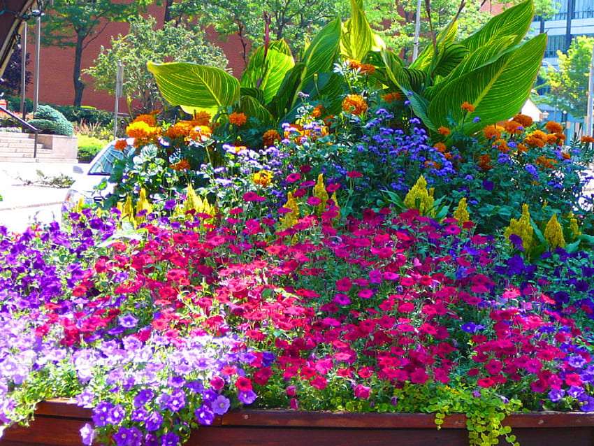 Piękno kwiatów w przydomowym ogródku, no cudo puzzle online