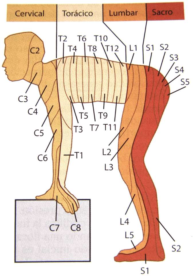 dermatomy puzzle online