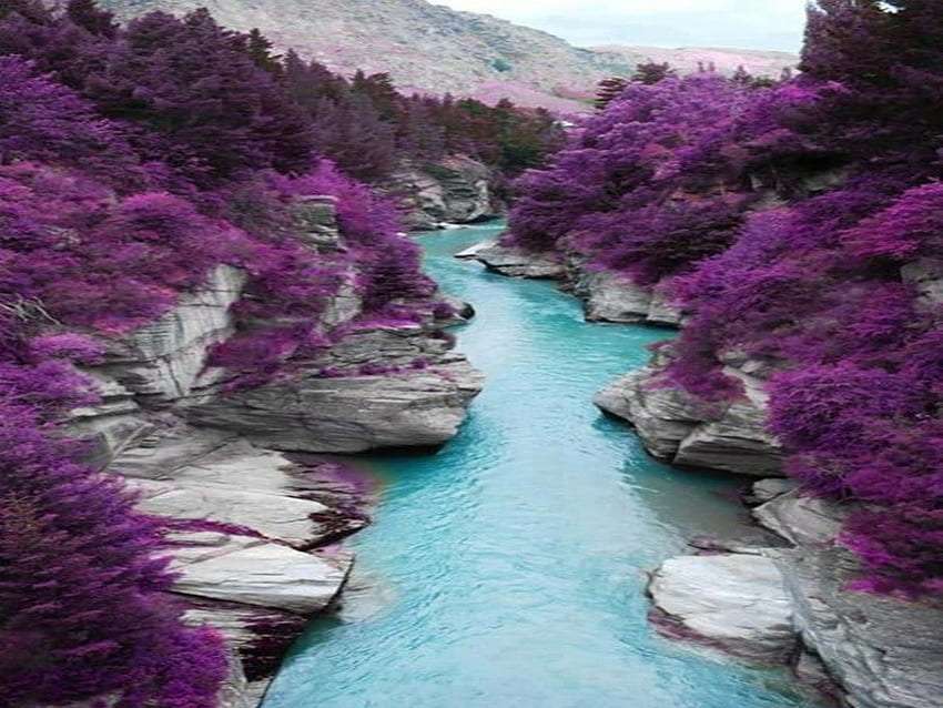 Szkocja-Wyspa Skye. rzeka i fioletowe drzewa, cudo puzzle online