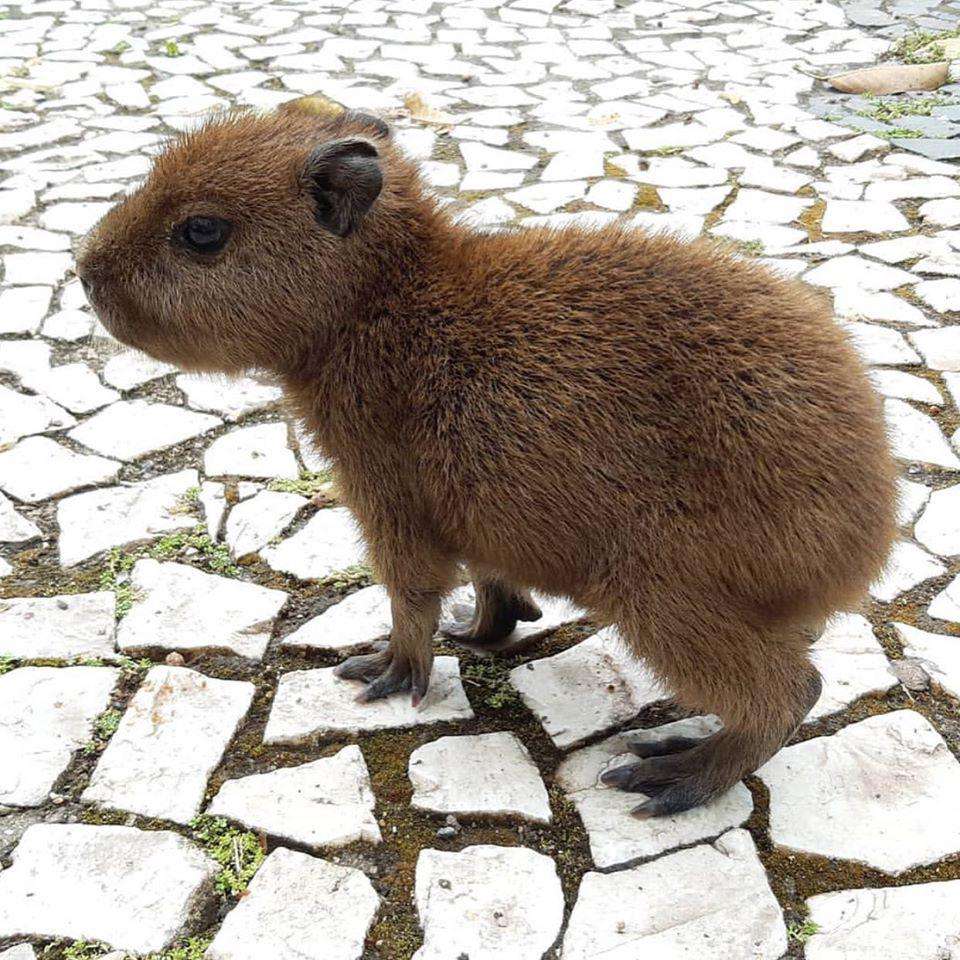 baby capibara in the ohio puzzle online