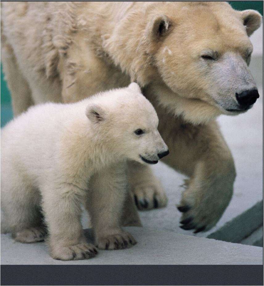 rodzina niedźwiedzi polarnych puzzle online