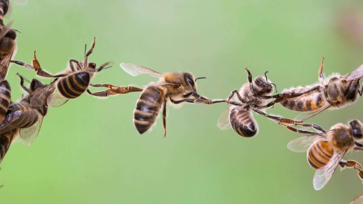 pszczoła macmillan puzzle online