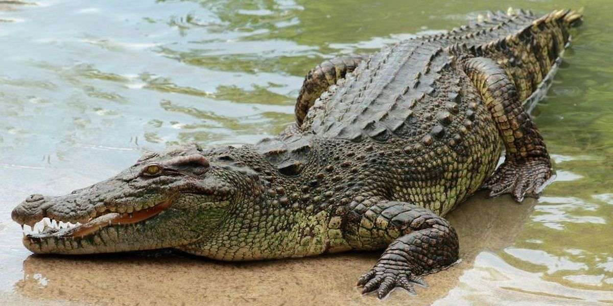 krokodyl puzzle online