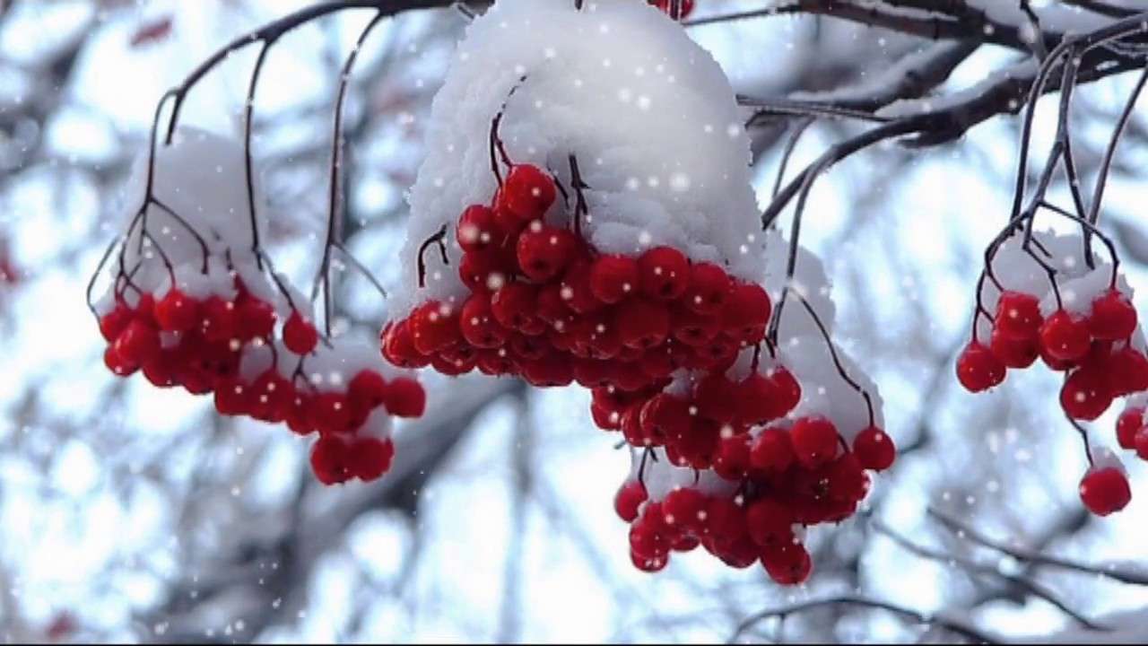 Gałązka jarzębiny w śniegu puzzle online