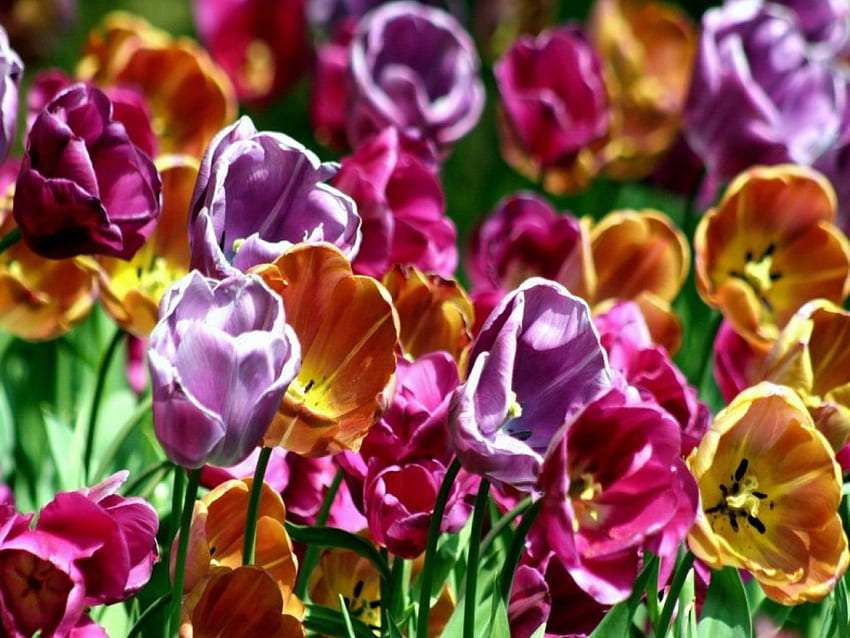 Przekwitające tulipany, nadchodzi lato puzzle online