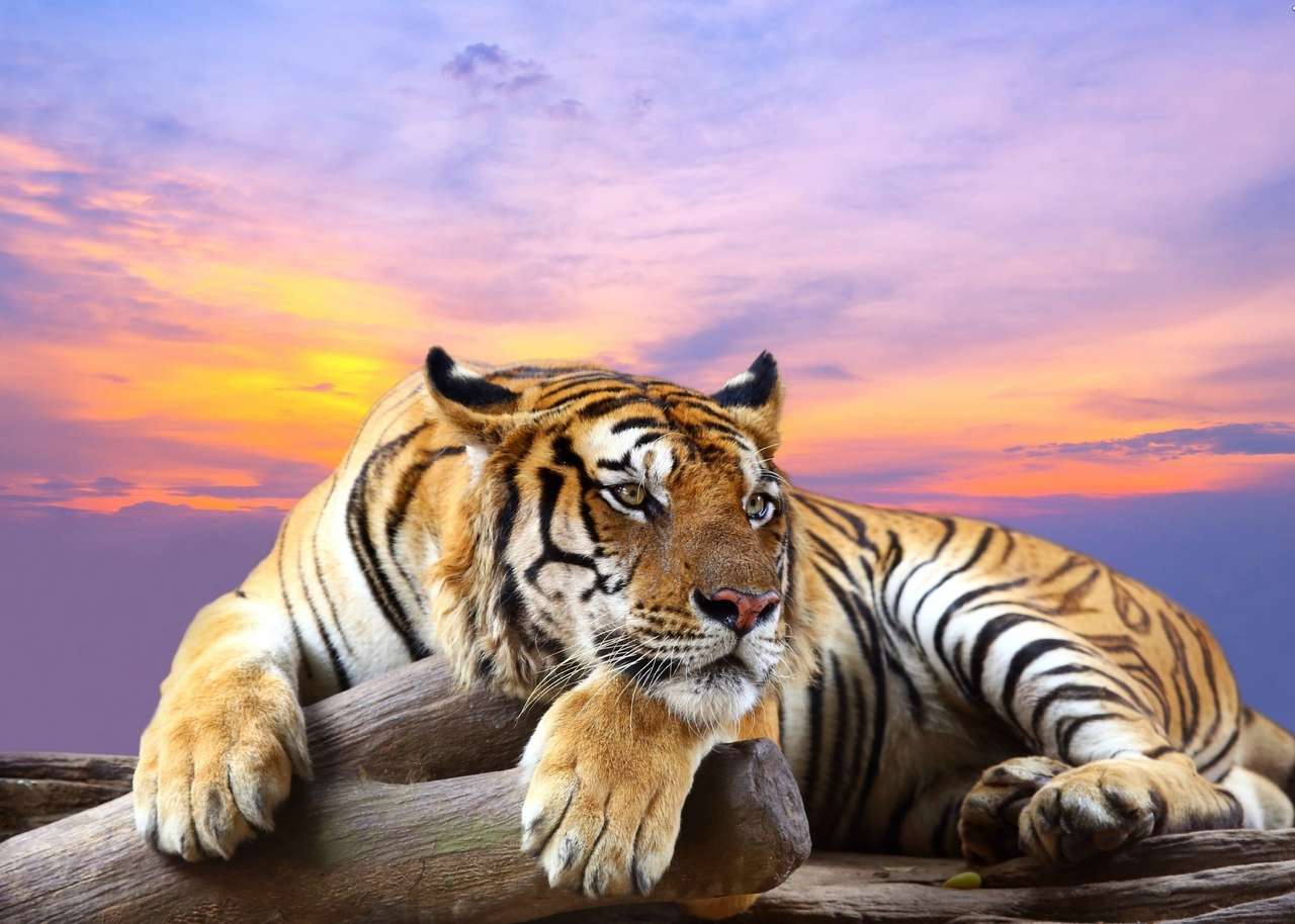 Tygrys na drzewie o zachodzie słońca puzzle online