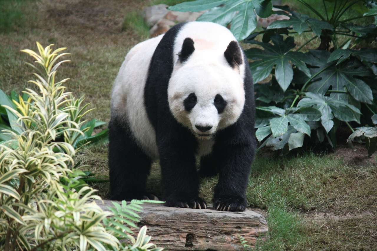 Miś panda puzzle online