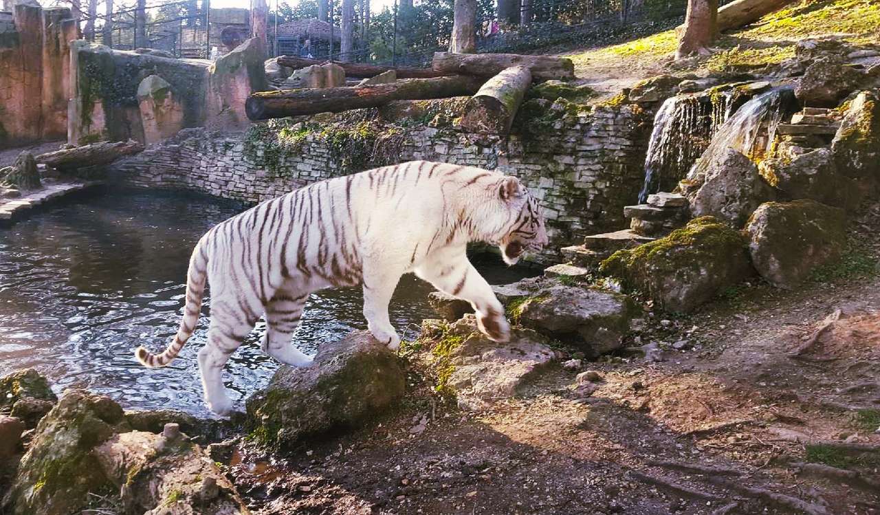 Układanka białego tygrysa puzzle online