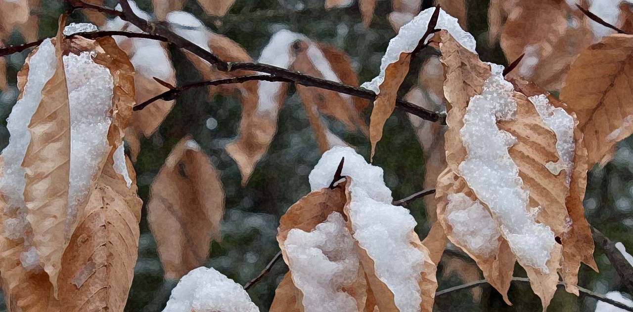 Śnieżne liście bukowe puzzle online