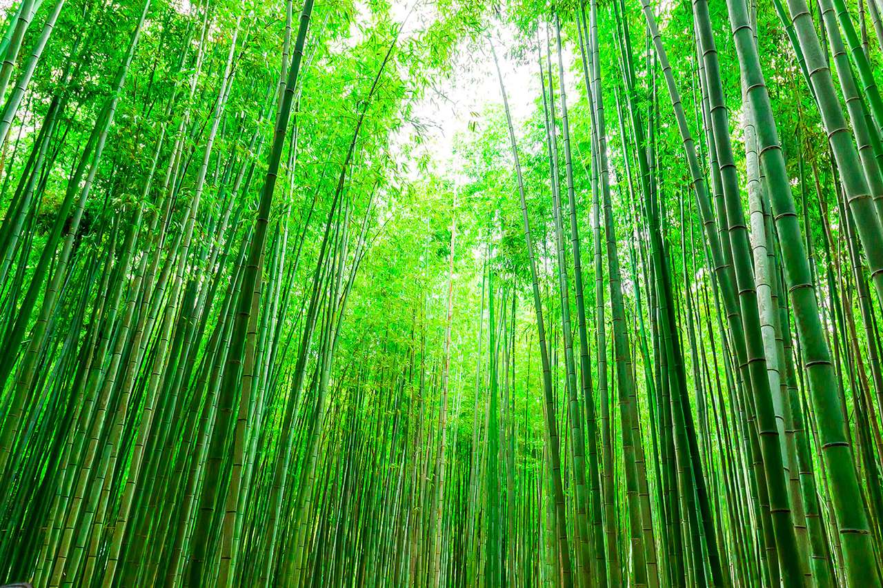 Japoński las bambusowy puzzle online