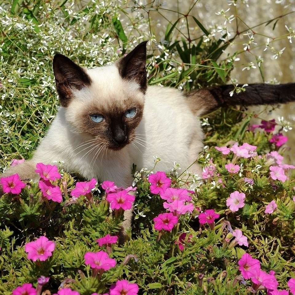 Kot w rabacie kwiatowej puzzle online